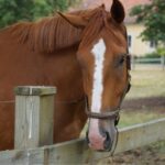 Mitt första positiva möte med en häst
