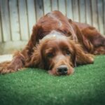 Irländsk Röd Setter